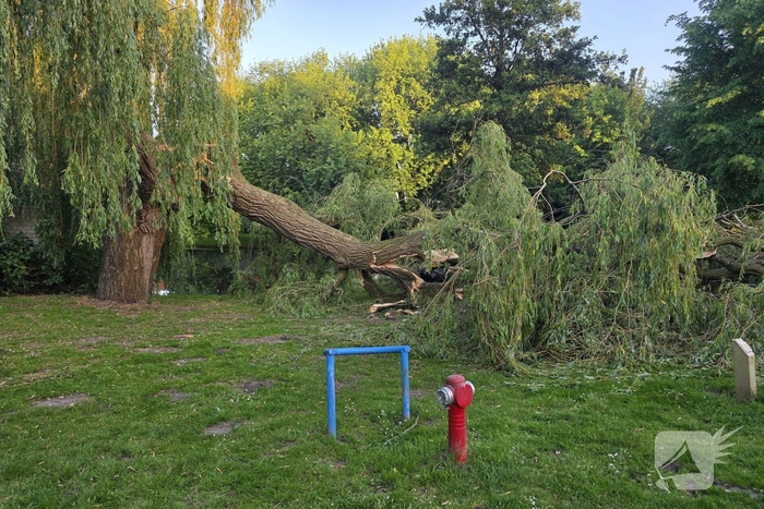 Grote tak breekt uit boom vandaan