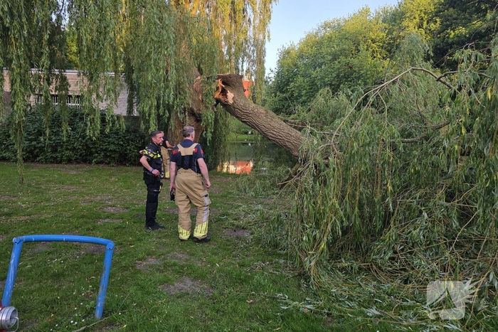 Grote tak breekt uit boom vandaan