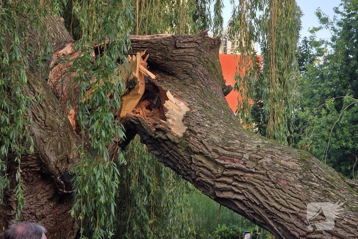 Grote tak breekt uit boom vandaan