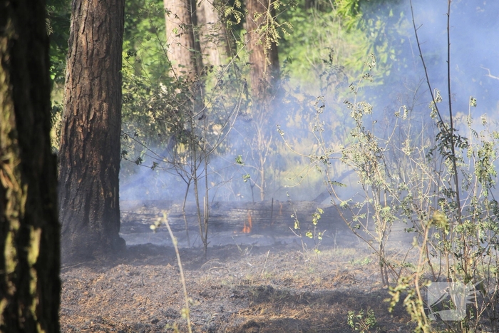 Grote brand in bosgebied snel geblust