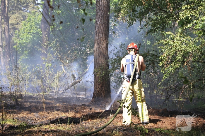 Grote brand in bosgebied snel geblust
