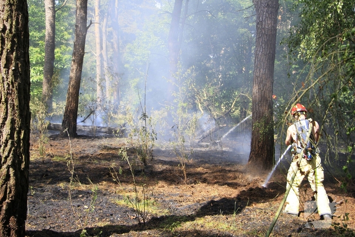 Grote brand in bosgebied snel geblust