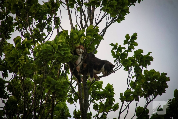 Brandweer redt kat uit boom na mislukte poging van omstander