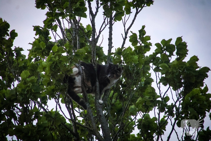 Brandweer redt kat uit boom na mislukte poging van omstander