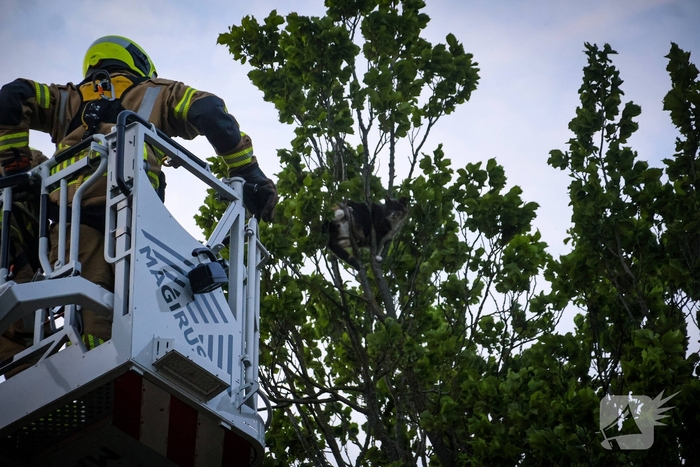 Brandweer redt kat uit boom na mislukte poging van omstander