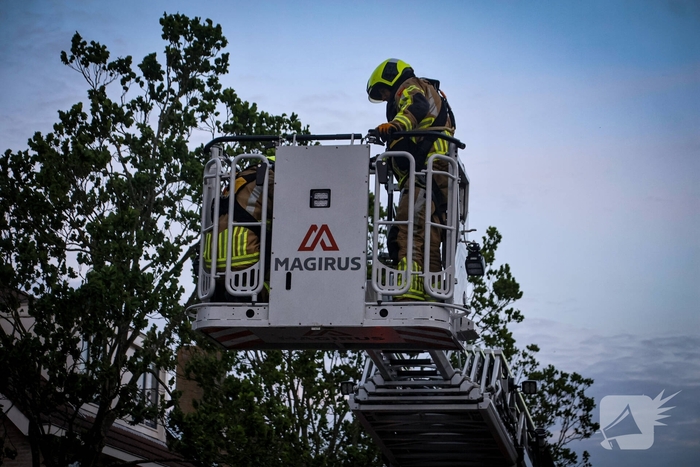 Brandweer redt kat uit boom na mislukte poging van omstander