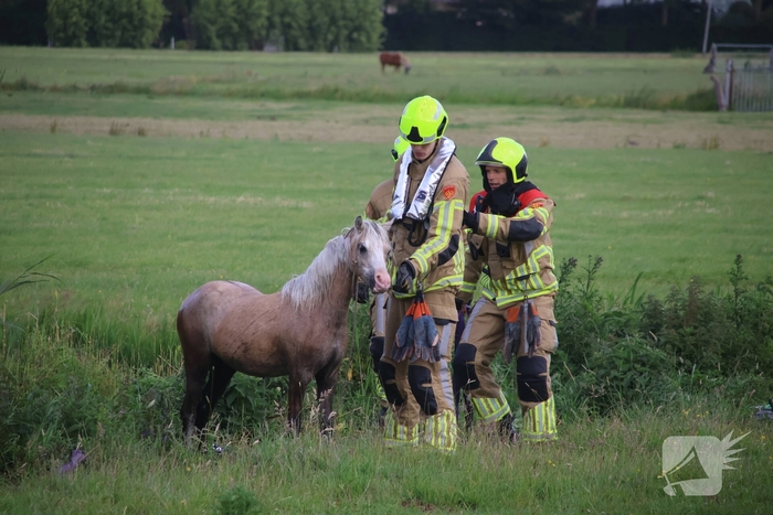 Brandweer redt paard uit water