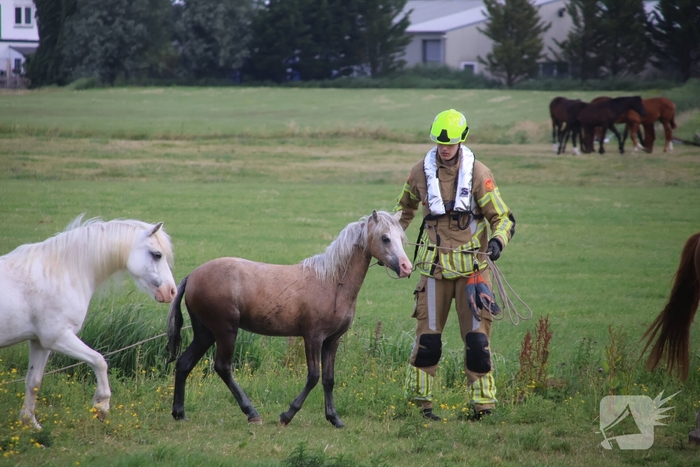 Brandweer redt paard uit water