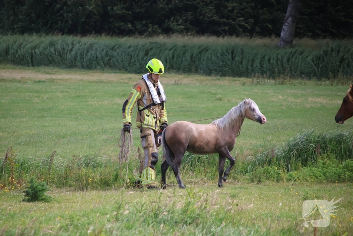 Brandweer redt paard uit water