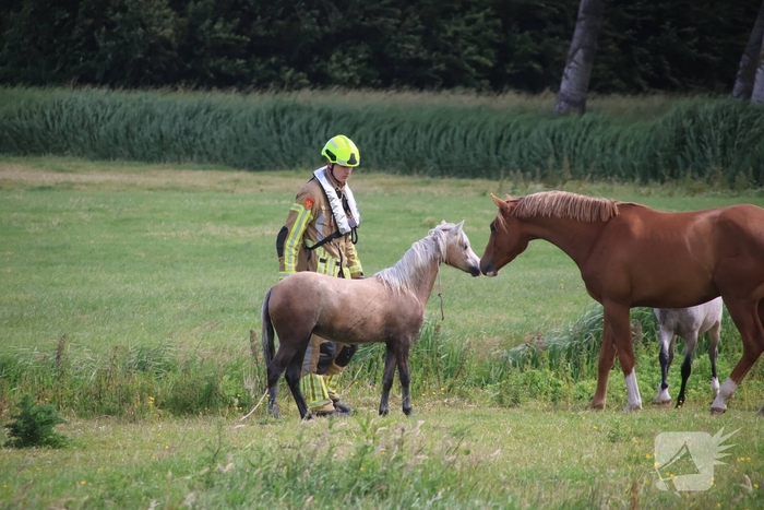 Brandweer redt paard uit water
