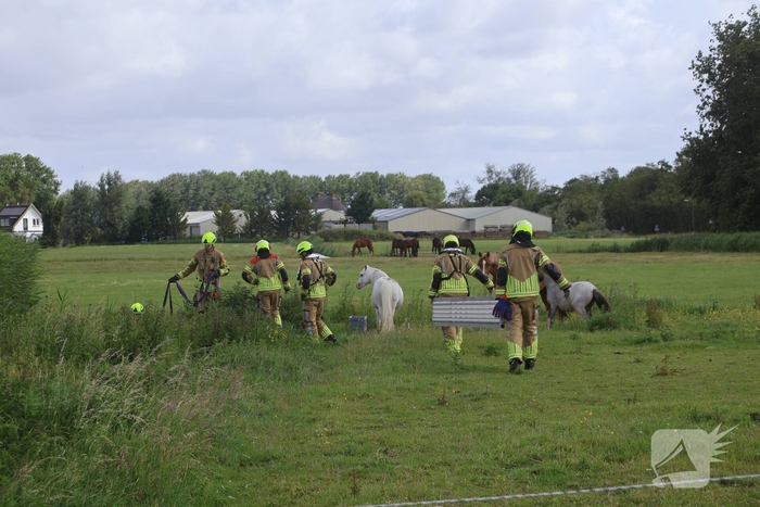 Brandweer redt paard uit water