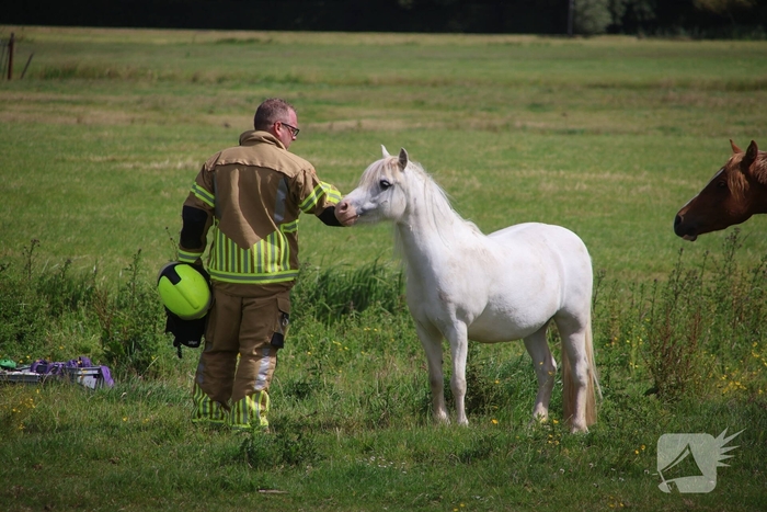 Brandweer redt paard uit water