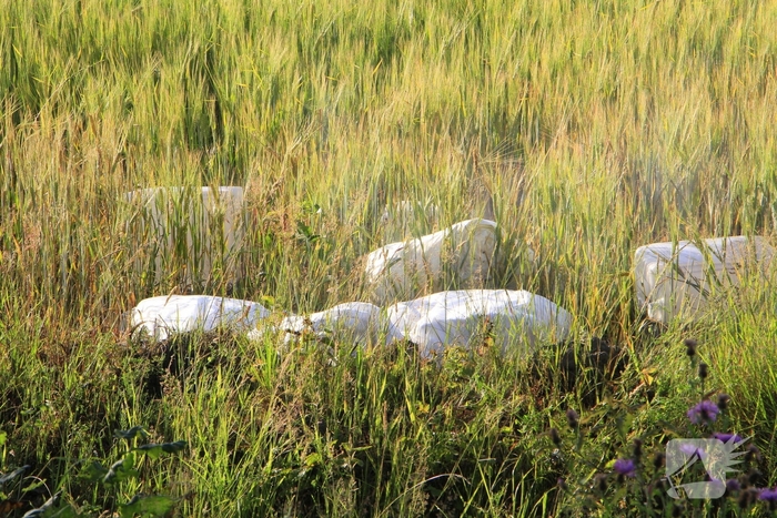 Dampende vaatjes gedumpt langs de weg