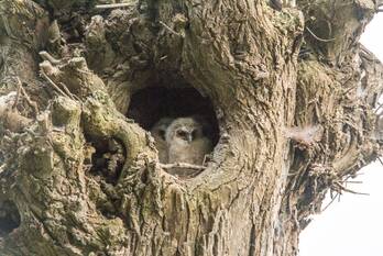 nieuws slaagseweg hoogland