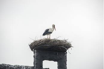 natuur verbindingsweg hooglanderveen