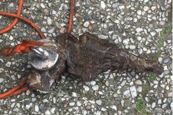 nieuws langesteeg leusden