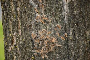 natuur plantagelaan barneveld