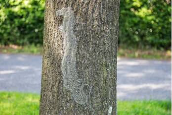 natuur stadhuisplein amersfoort