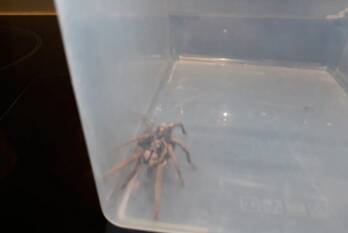 nieuws slotlaan capelle aan den ijssel