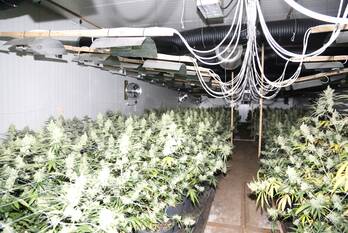 nieuws nicoline swijgmanstraat breda