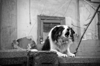 nieuws rijksweg a28 zwolle