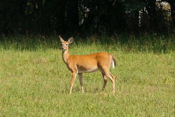 nieuws middenweg huizen