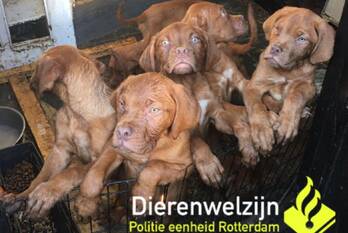 nieuws groenezoombrug rotterdam