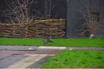 nieuws middelzeelaan leeuwarden