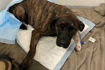 ongeval westzeedijk - s114 rotterdam