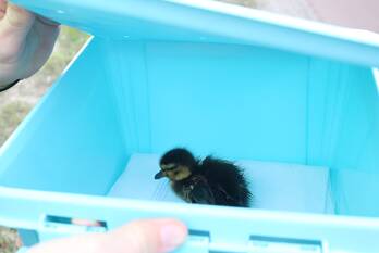 natuur tractieweg utrecht