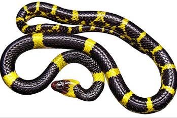 nieuws veldstraat roermond