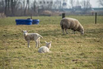 nieuws middenweg middenbeemster