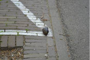 nieuws langegracht leiden