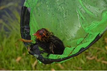 natuur swemcoperlaan berkel en rodenrijs