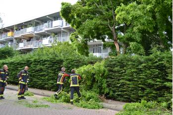 nieuws kiekendiefhorst leiden