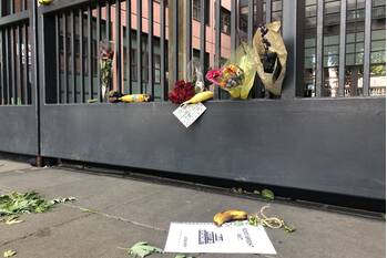 nieuws zaailand leeuwarden