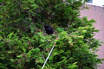 nieuws botter 42 lelystad