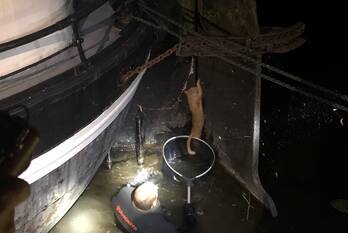 nieuws amelandsdwinger leeuwarden