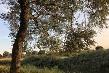 nieuws dr. van de voortsingel veghel