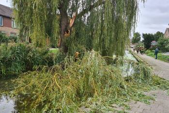 natuur roerdomp bodegraven