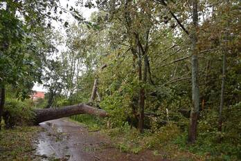 nieuws hogezoom renesse
