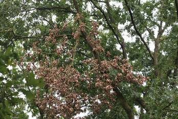 natuur oosteinde scherpenzeel