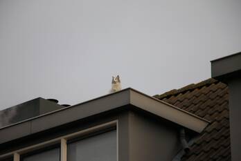 nieuws w.h. van konijnenburgplantsoen noordwijk
