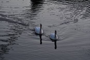 nieuws geldersedreef lelystad