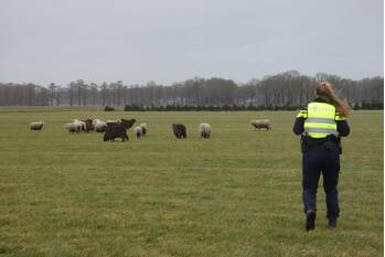 nieuws de lotten hijken