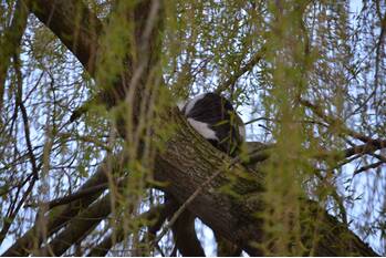 nieuws appelhof assen