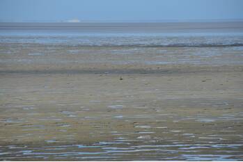 nieuws zeedijk sint jacobiparochie