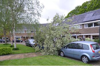 natuur sweelinckstraat leeuwarden