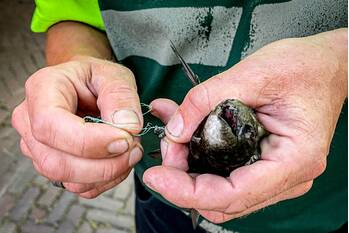 nieuws einattenhof gemert