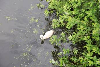nieuws kattenbroekerweg amersfoort